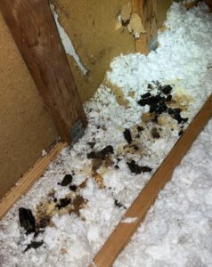 animal control clean up Raleigh NC