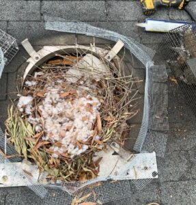 animal control clean up Raleigh NC