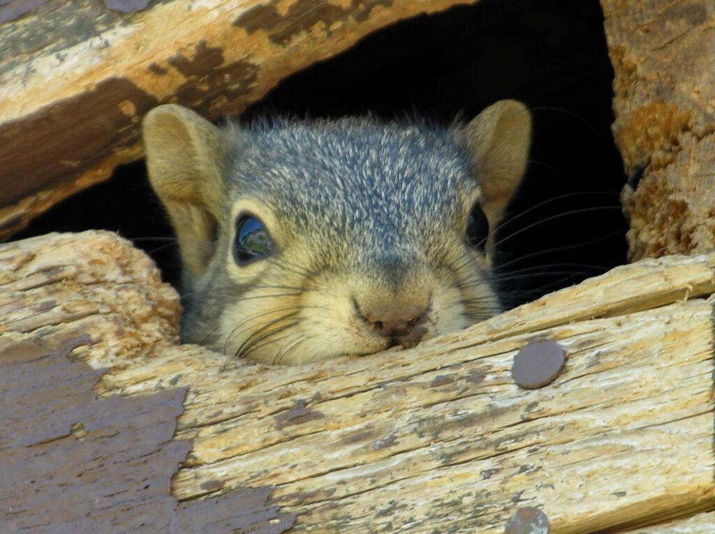 squirrel control Raleigh NC