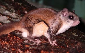 Southern_Flying_Squirrel control